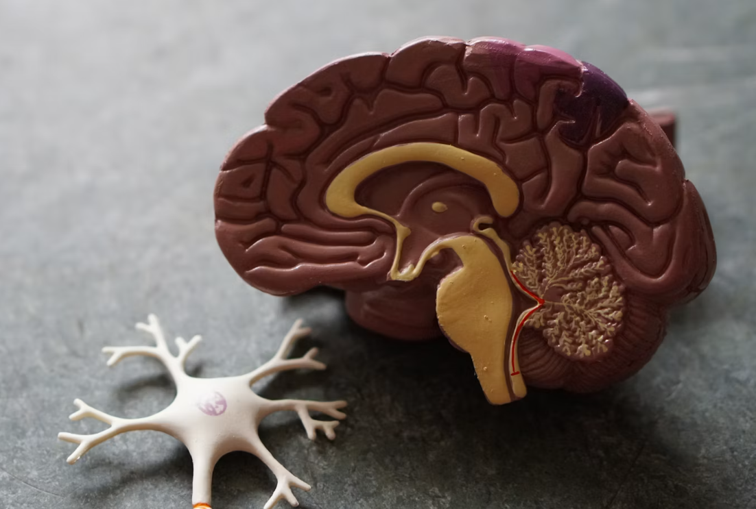 Anatomical brain model and nerve cell model