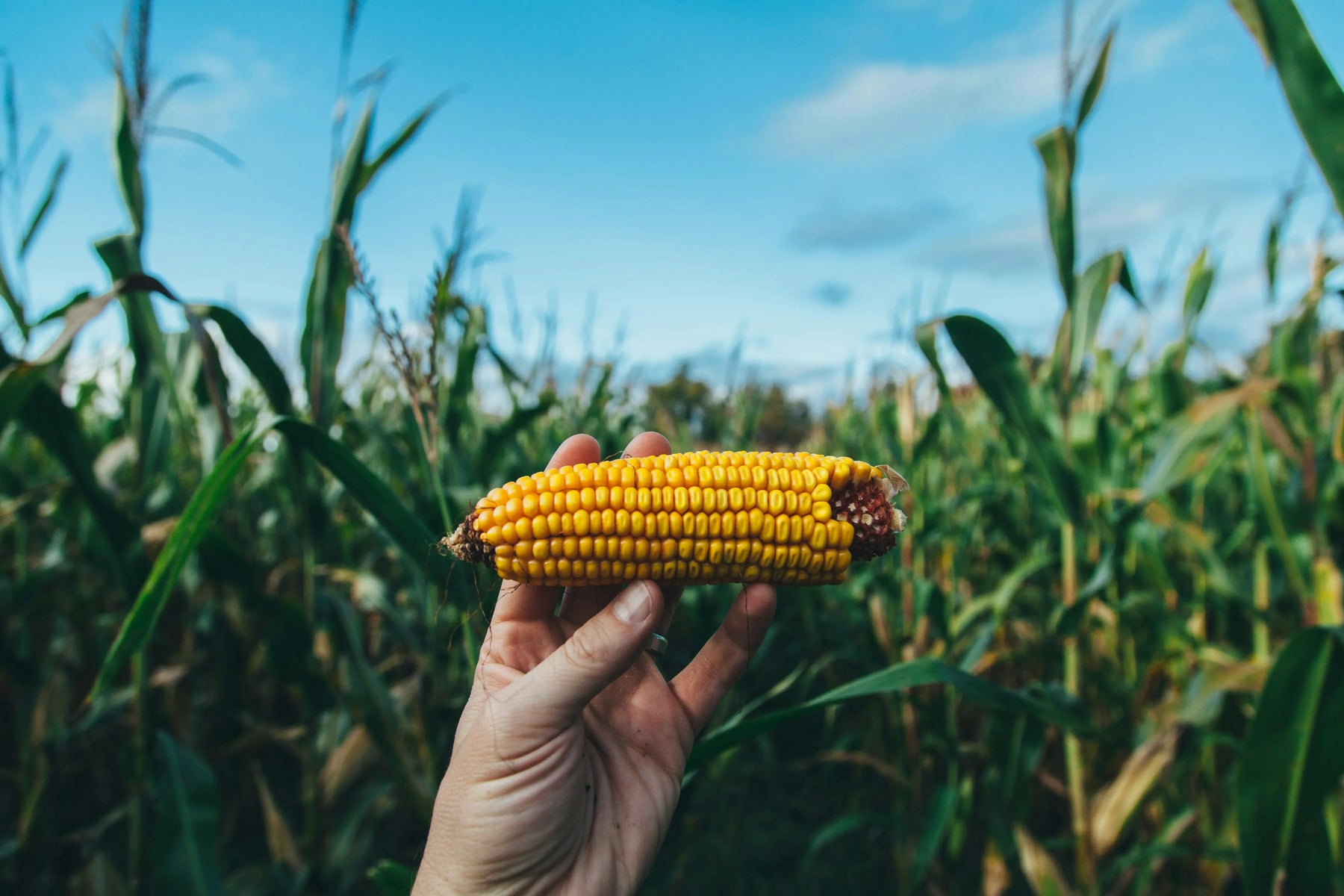 person holding up corn in a corn field
